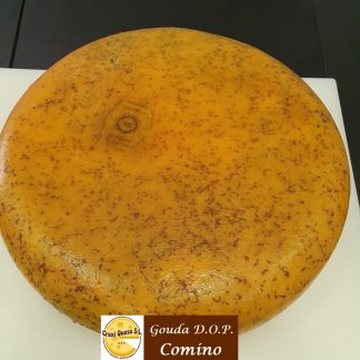 Rueda grande (12 kilo) de queso con comino, queso Gouda artesanal de granja holandés elaborado con leche cruda de vaca.
